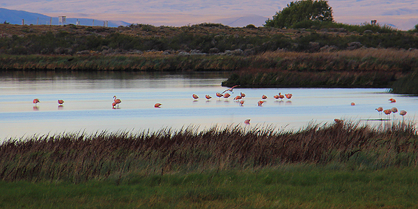 laguna nimez