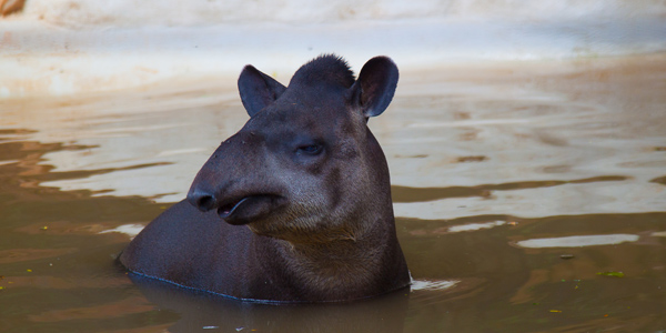 Anta do Zoo Safári em SP