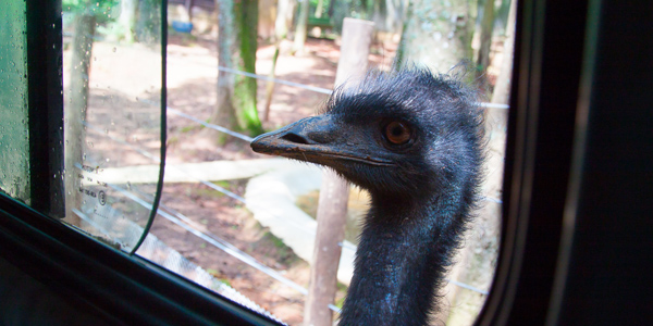 Zoo Safári em SP