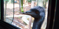 zoologico-sao-paulo-zoo-safari-emu-janela200x100