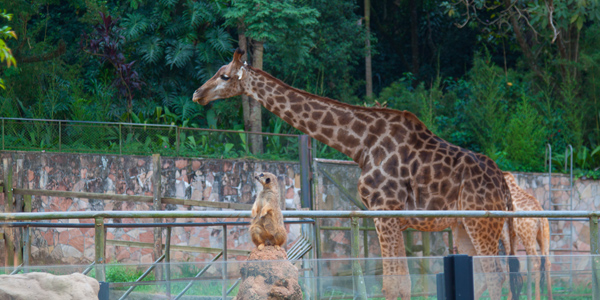 zoologico-sao-paulo-zoo-safari-girafa
