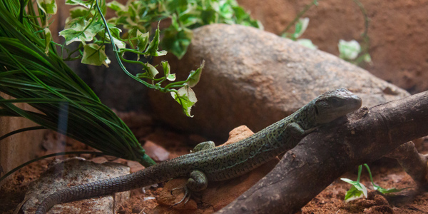 zoologico-sao-paulo-zoo-safari-lagarto