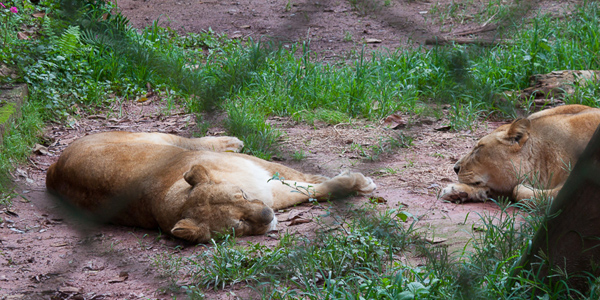 zoologico-sao-paulo-zoo-safari-leoas