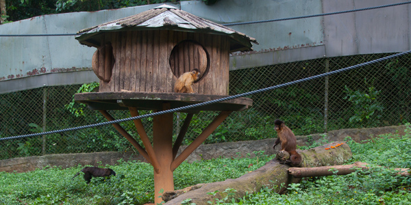 zoologico-sao-paulo-zoo-safari-macacos