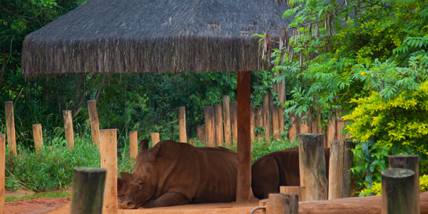 zoologico-sao-paulo-zoo-safari-rinoceronte