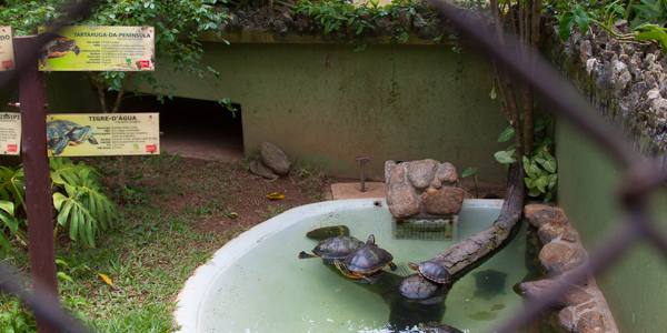 Cágados no Zoo de SP