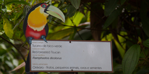 zoologico-sao-paulo-zoo-safari-tucano
