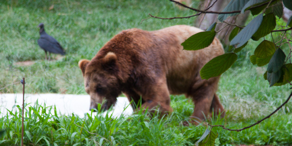 zoologico-sao-paulo-zoo-safari-urso