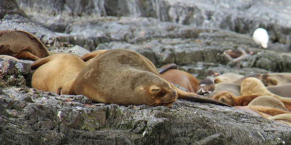 ushuaia lobos marinhos