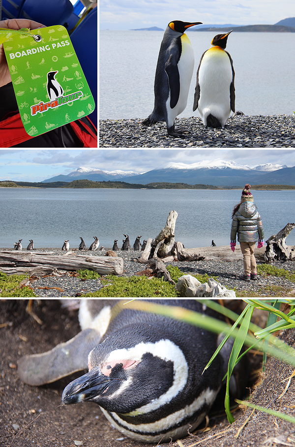 caminhada com pinguins ushuaia