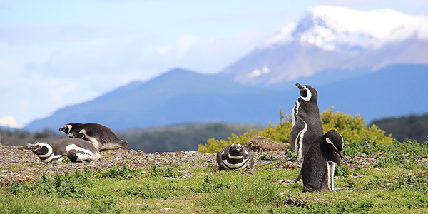 pinguins ushuaia