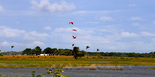 marajo-soure-Aves-fazenda-bom-jesus