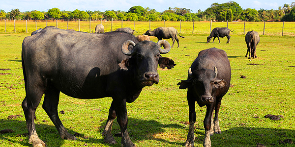 marajo-soure-Bufalos-Murrah-fazenda-bom-jesus