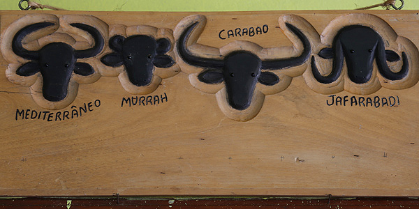 marajo-soure-Bufalos-tipos