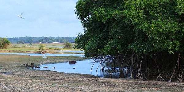 marajo-soure-Capivaras-fazenda-bom-jesus