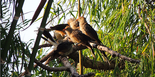 marajo-soure-Fazenda-Bom-Jesus--aves