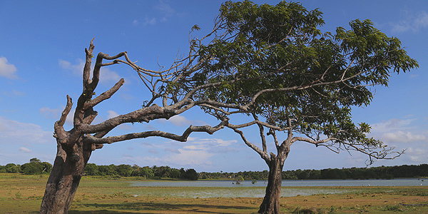 marajo-soure-Paisagem-do-Marajo