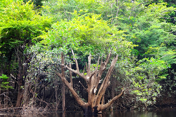 anavilhanas-relato-Canoagem-pela-floresta-alagada