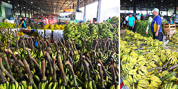 manaus-mercado-bananas