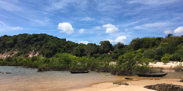 27alter-do-chao-Ponta-de-Pedras-vegetacao