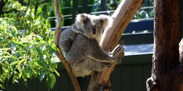 taronga zoo sydney