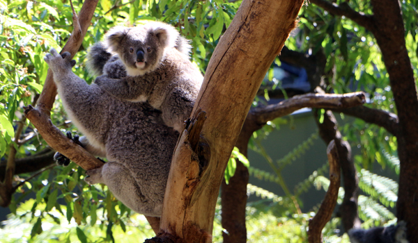 taronga zoo