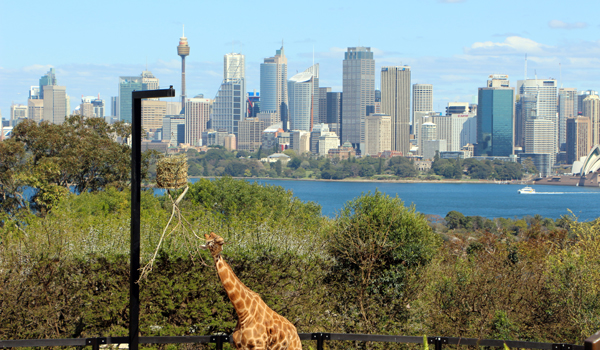 sydney taronga zoo