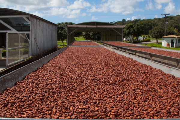 ilheus-roteiro-fazenda-cacau-mendoa-barcaca