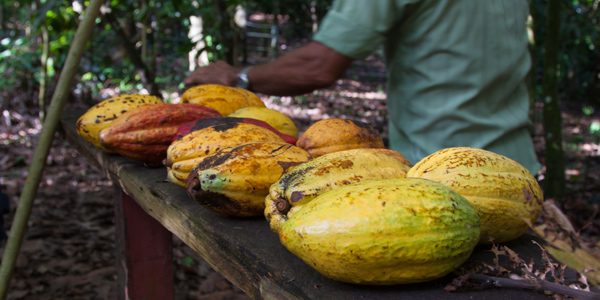 ilheus-roteiro-fazenda-cacau-yerer-corte