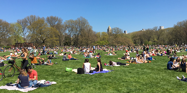 central park piquenique sheep meadow