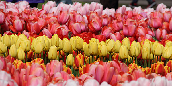 Quando ir a Amsterdã: temporada de tulipas
