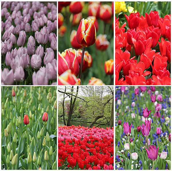 O que fazer em Amsterdã: Keukenhof