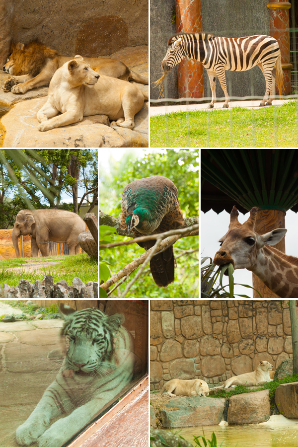 Zoo do Beto Carrero World