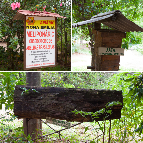 Apiário Nona Emília, abelhas