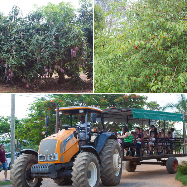 Circuito das Frutas: Sítio Sassafraz