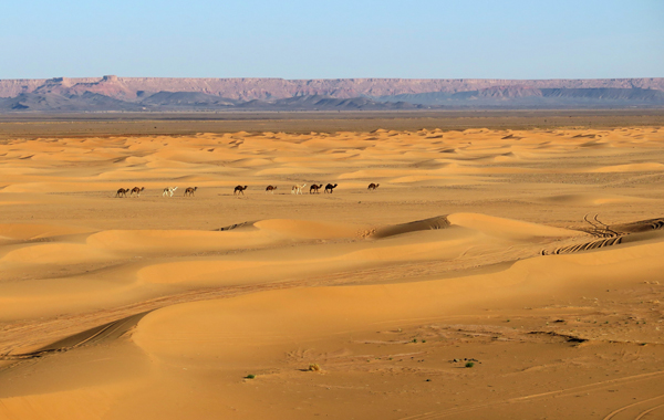 marrocos dromedarios deserto saara 