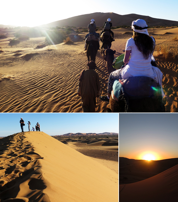 marrocos saara dromedarios