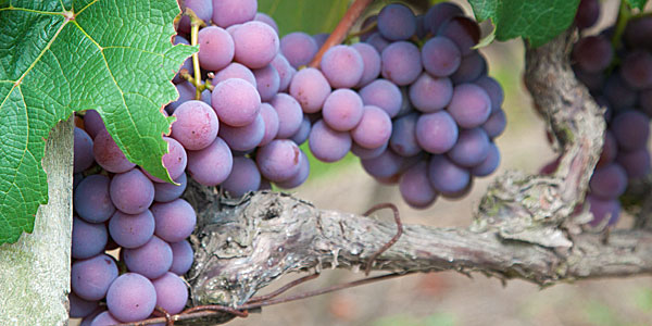 Circuito das Frutas de Louveira e Itupeva: um roteiro de comilança perto de SP 1