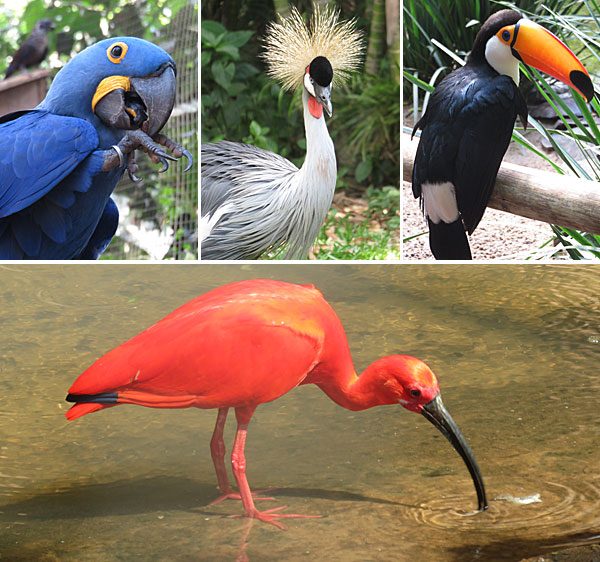 O que fazer em Foz do Iguaçu: Parque das Aves