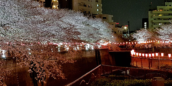 Roteiro Tóquio: cerejeiras à noite