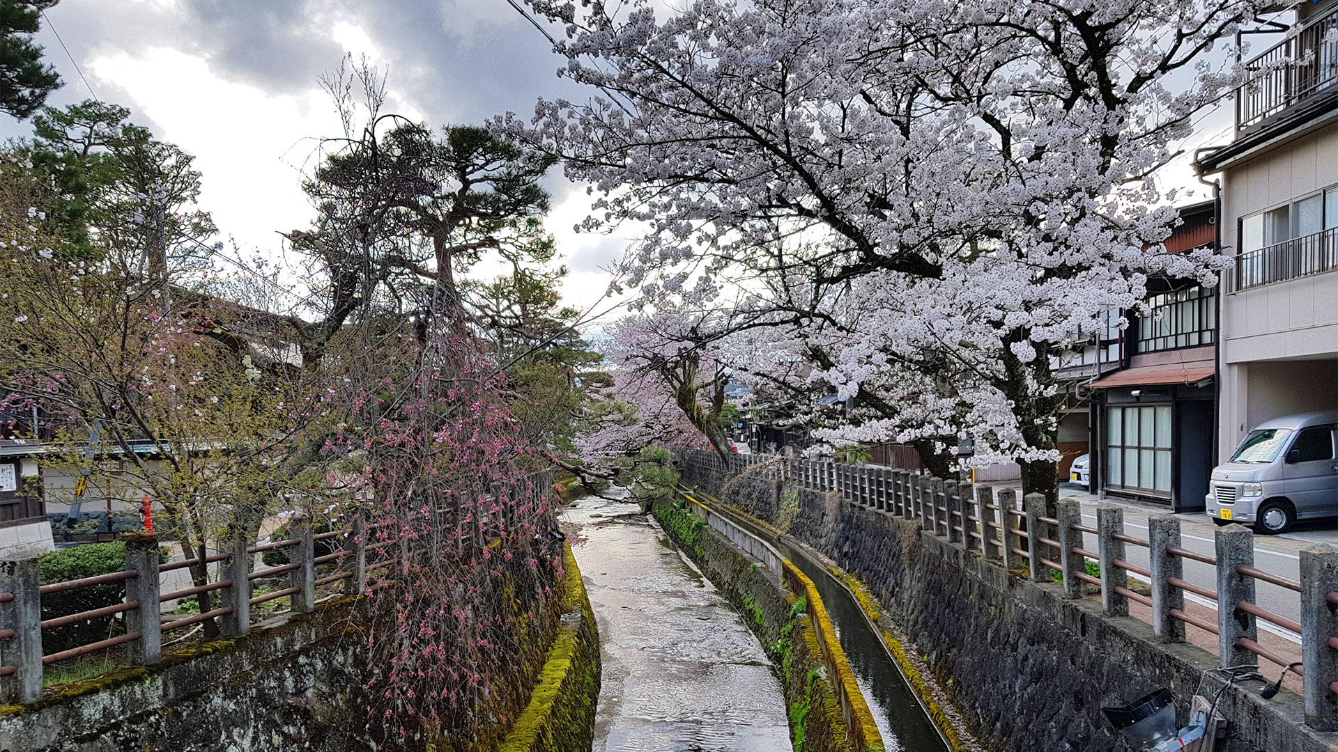 cerejeiras japao takayama
