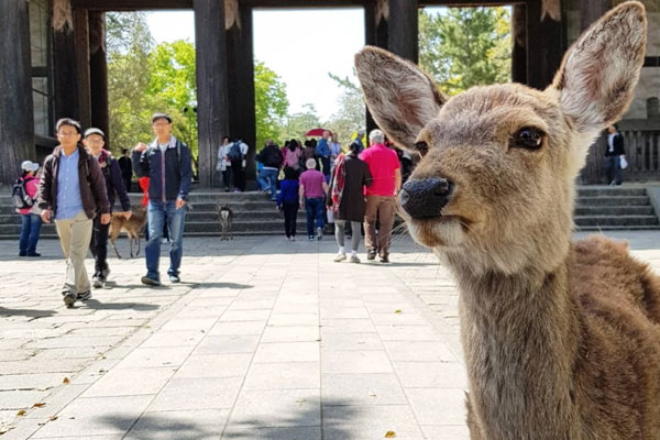 Roteiro Kyoto: Parque Nara