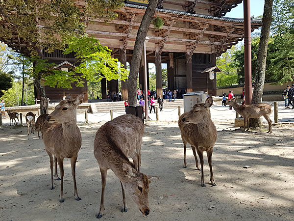 Roteiro Kyoto: Parque Nara