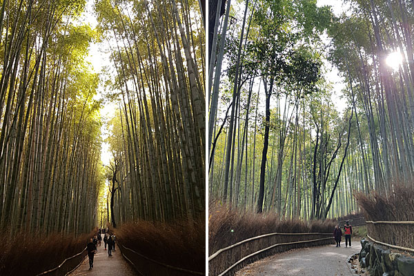 Roteiro Kyoto: bambuzal