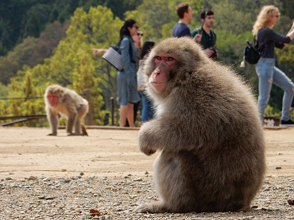 Roteiro Kyoto: parque dos macacos
