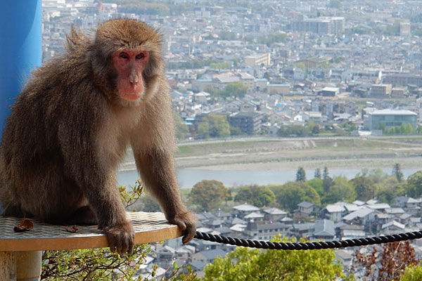 Roteiro Kyoto: Parque dos Macacos