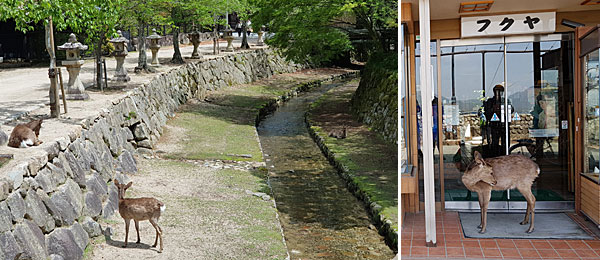 Roteiro Japão: Miyajima