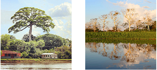 Amazônia hotel de selva: Uacari