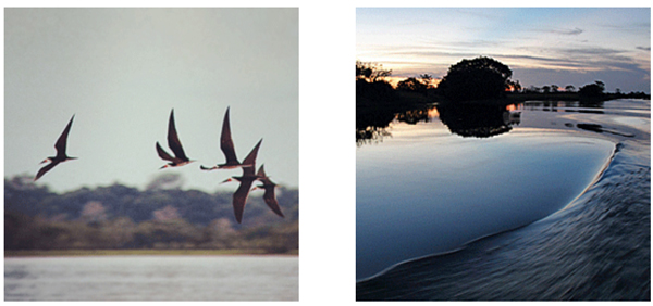 Amazônia hotel de selva: Uacari