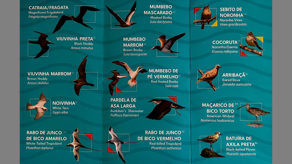 Observação de aves em Fernando de Noronha